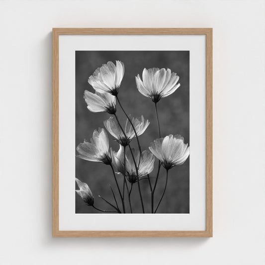 x-ray-floral-study-skeletal-petals-and-stems-lum 18x24-natural frame frame