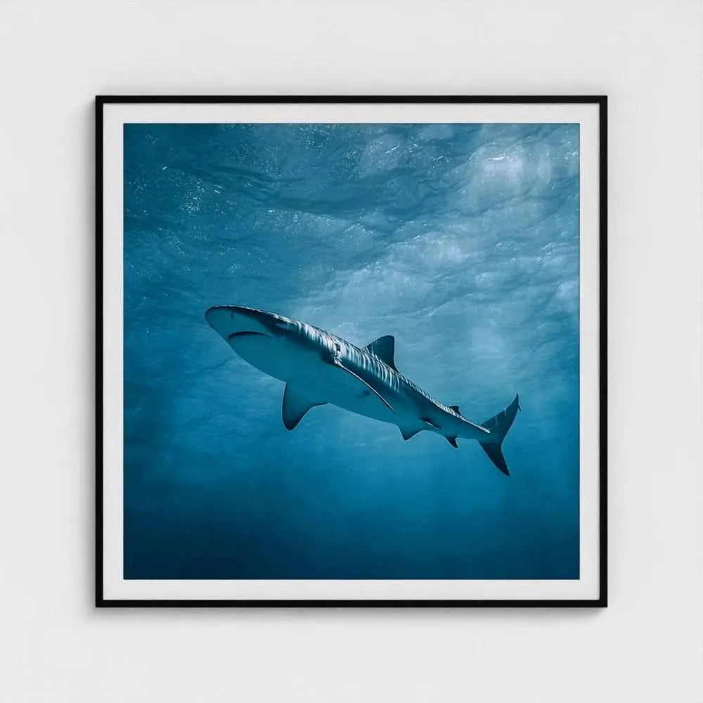 Apex Blue — Shark Wall Art Print, Underwater Ocean Photography, Minimal Coastal Nautical Decor