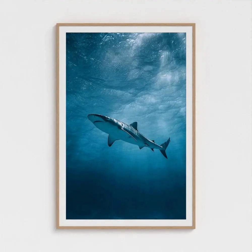 Apex Blue — Shark Wall Art Print, Underwater Ocean Photography, Minimal Coastal Nautical Decor