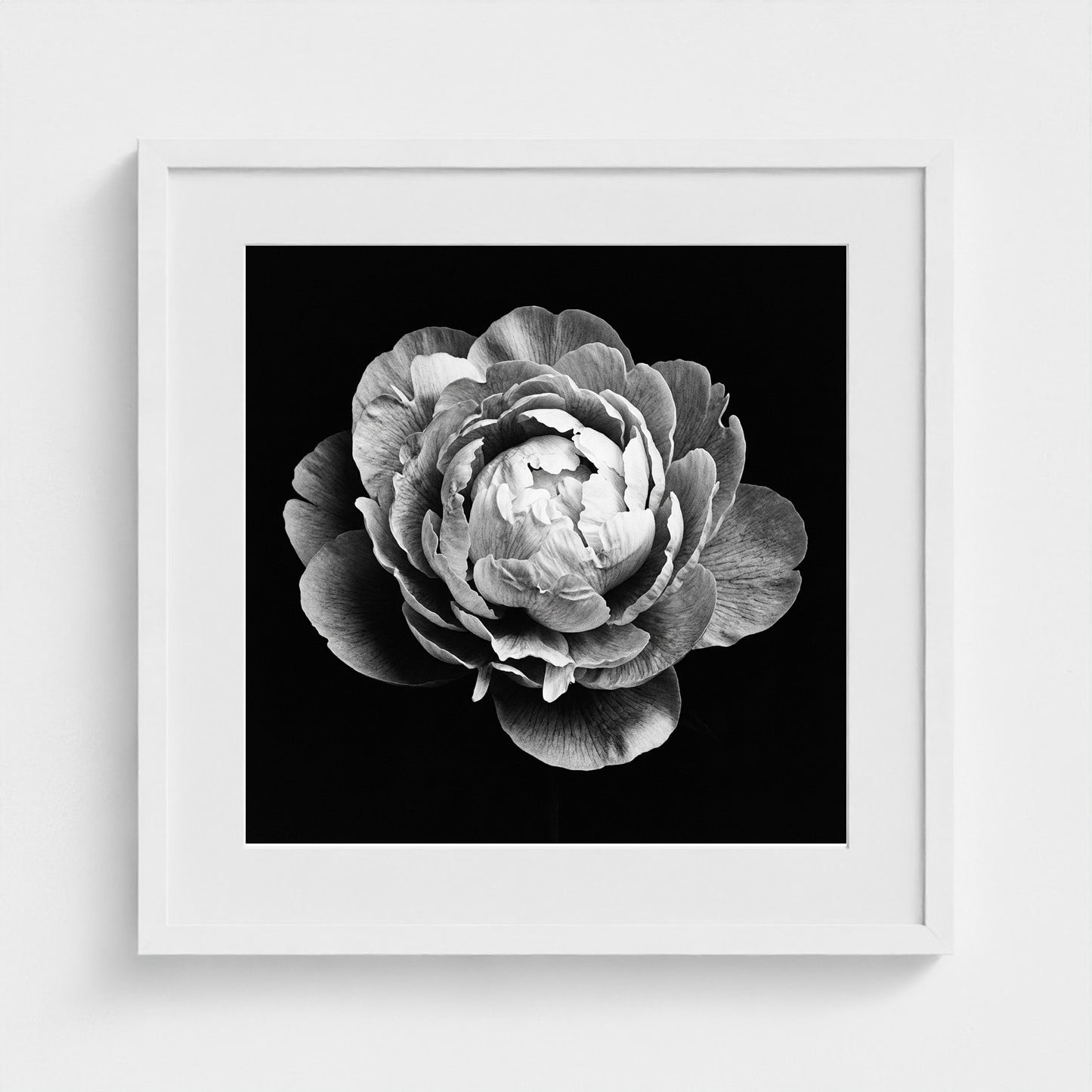 Peony — Sculpted Shadows 20x20 white frame
