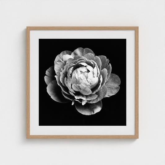 Peony — Sculpted Shadows 24x24 natural frame