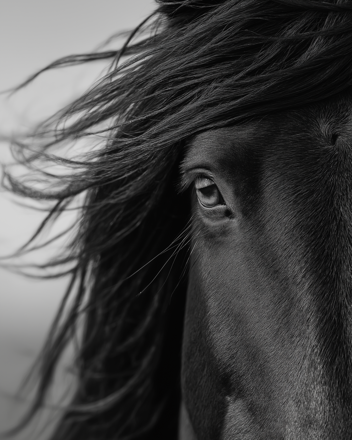 Raw unframed artwork — Horse Wall Art — Black and White Equine Photography — source 10737895964975