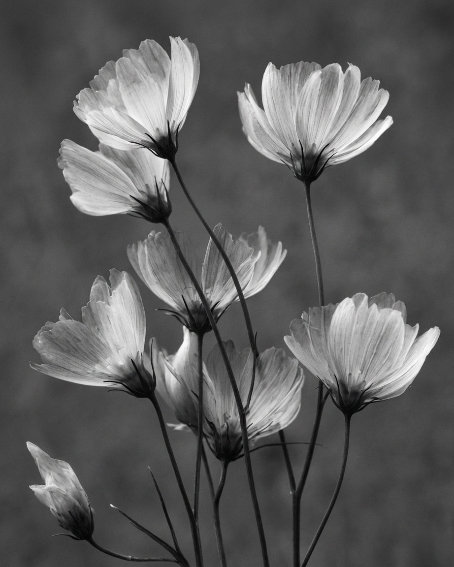 Raw unframed artwork — X-Ray Floral Study: Skeletal Petals — Fine Art Photography | Studio Stevie — source 13344515555631
