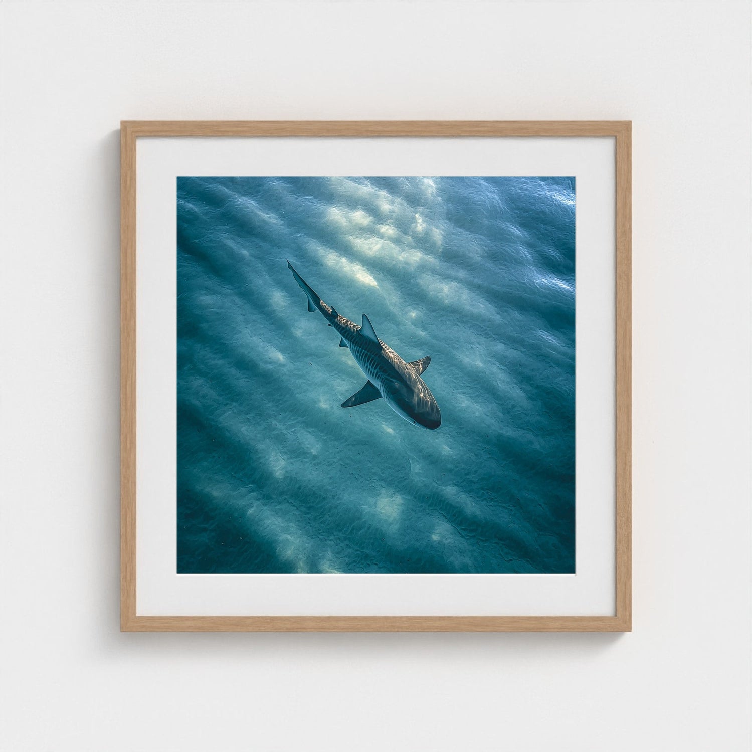 Solitary Shark framed fine art photography from the Nature Edit