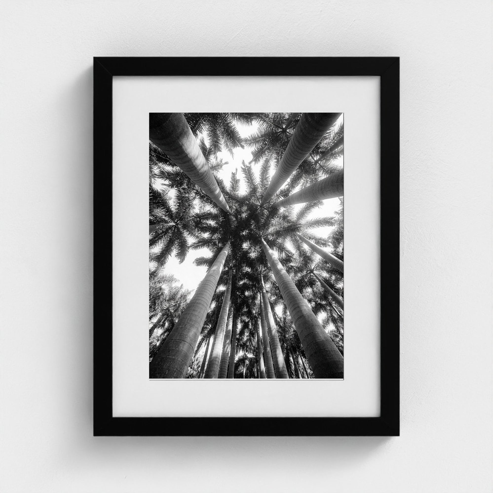 bw-palm-cathedral 11x14-black frame frame