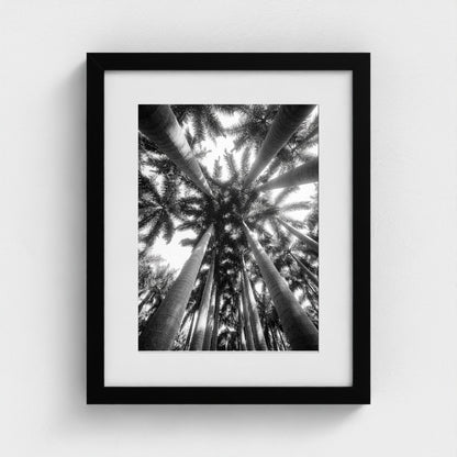 bw-palm-cathedral 11x14-black frame frame