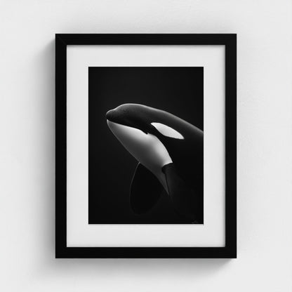 black-and-white-killer-whale-portrait-minimal-back-474a6497- 11x14-black frame frame