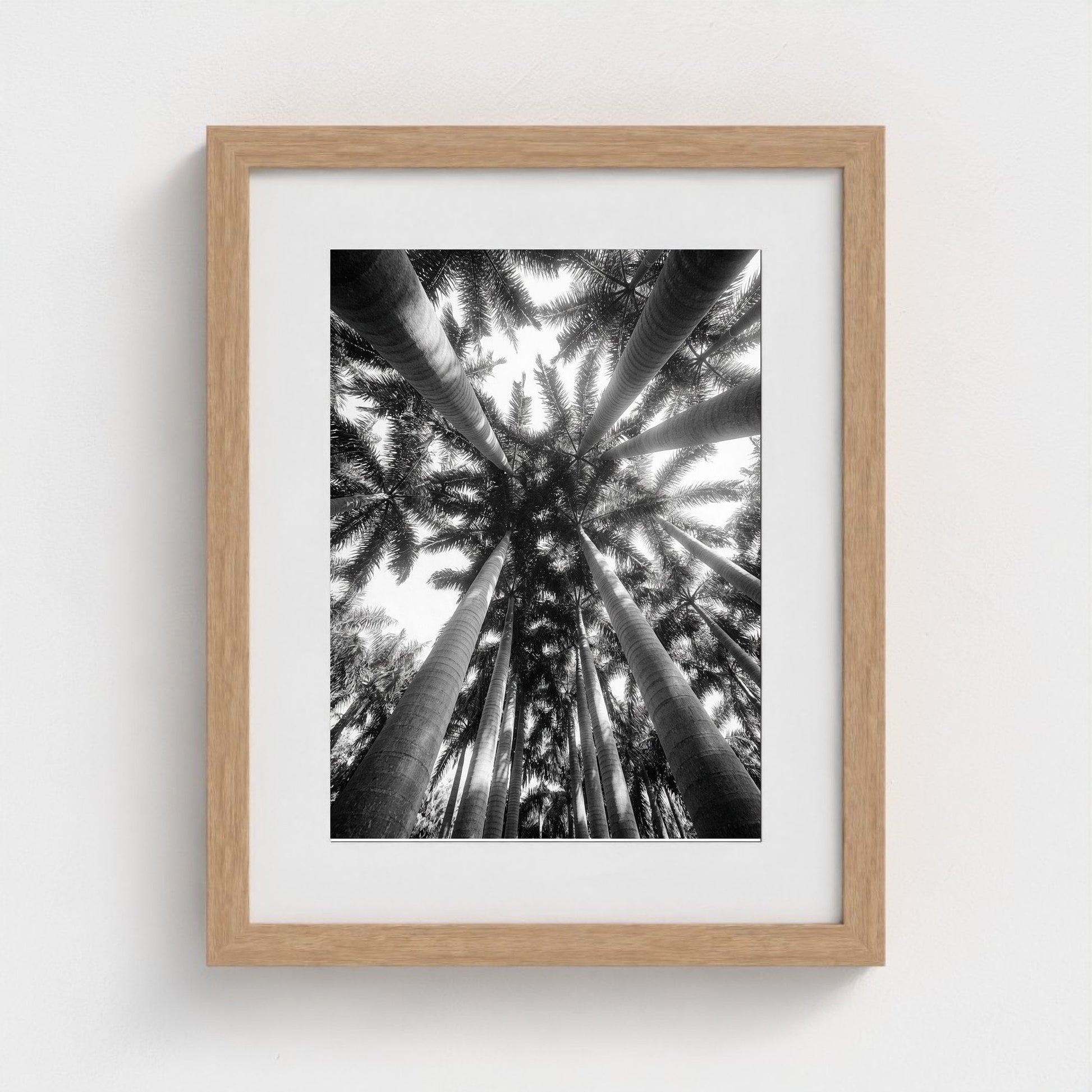 bw-palm-cathedral 11x14-natural frame frame