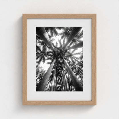 bw-palm-cathedral 11x14-natural frame frame