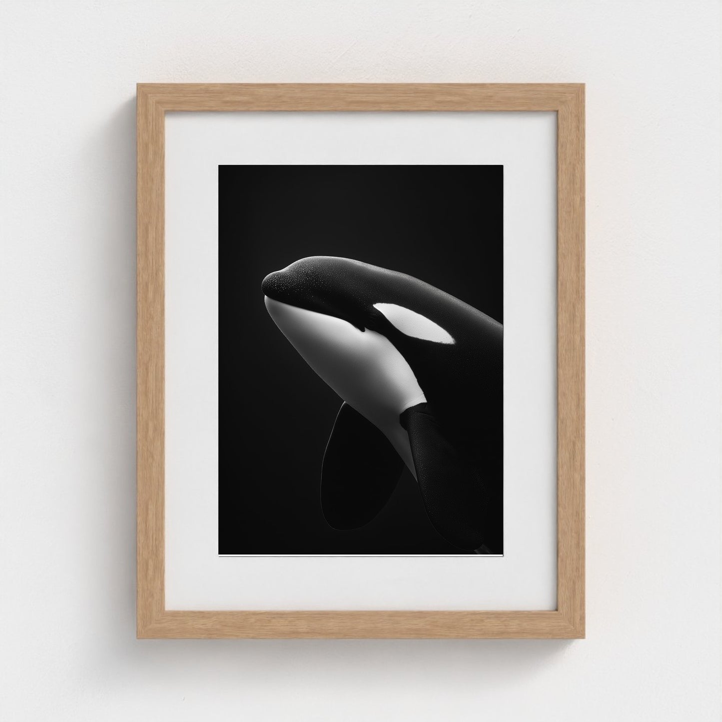 black-and-white-killer-whale-portrait-minimal-back-474a6497- 11x14-natural frame frame