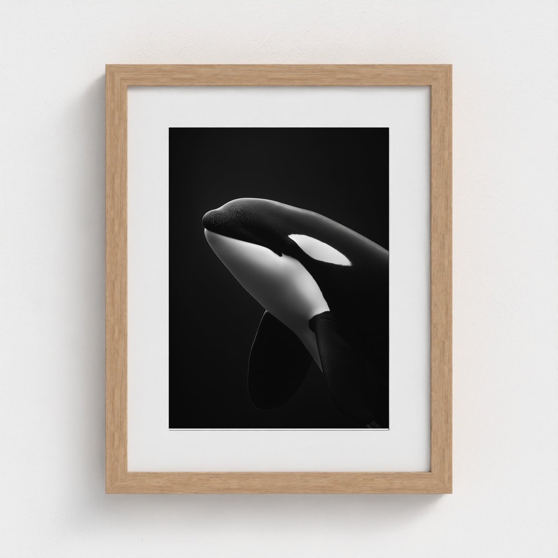 black-and-white-killer-whale-portrait-minimal-back-474a6497- 11x14-natural frame frame