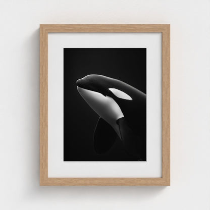 black-and-white-killer-whale-portrait-minimal-back-474a6497- 11x14-natural frame frame