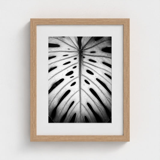 bw-monstera-light 11x14-natural frame frame