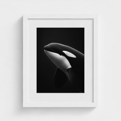 black-and-white-killer-whale-portrait-minimal-back-474a6497- 11x14-white frame frame