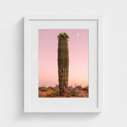 cactus-pink 11x14-white frame frame