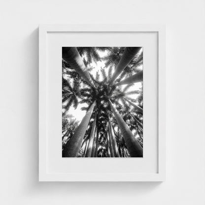 bw-palm-cathedral 11x14-white frame frame