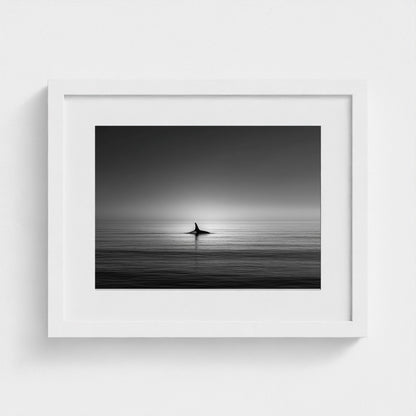 minimalist-negative-space-composition-lone-whale 14x11-white frame frame