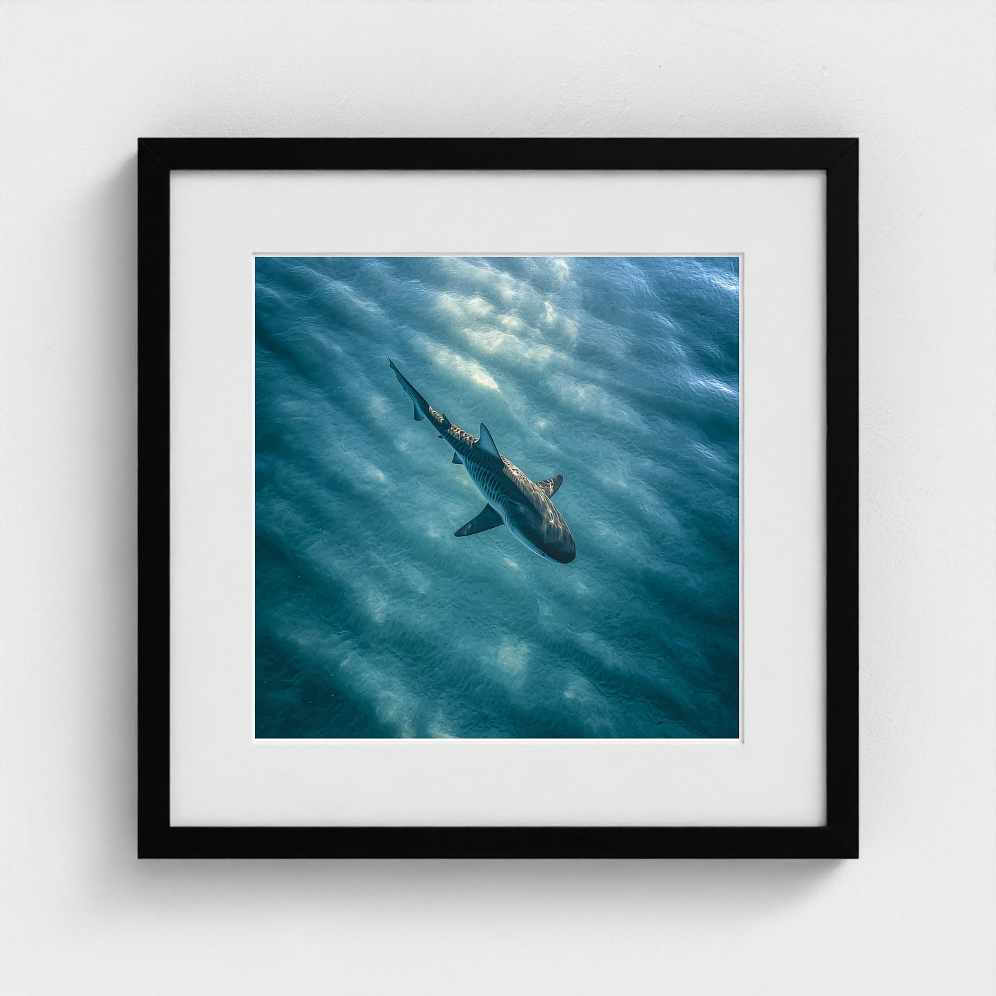 httpss.mj.runchkwm-9oem-shark-swimming-alone-in 16x16-black frame frame