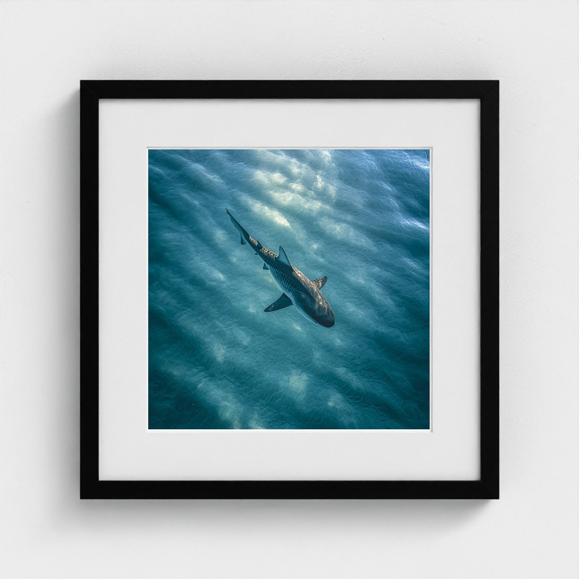 httpss.mj.runchkwm-9oem-shark-swimming-alone-in 16x16-black frame frame