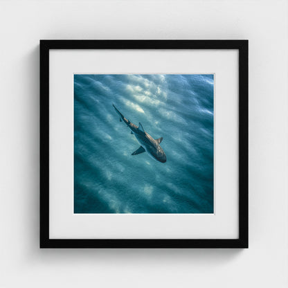 httpss.mj.runchkwm-9oem-shark-swimming-alone-in 16x16-black frame frame