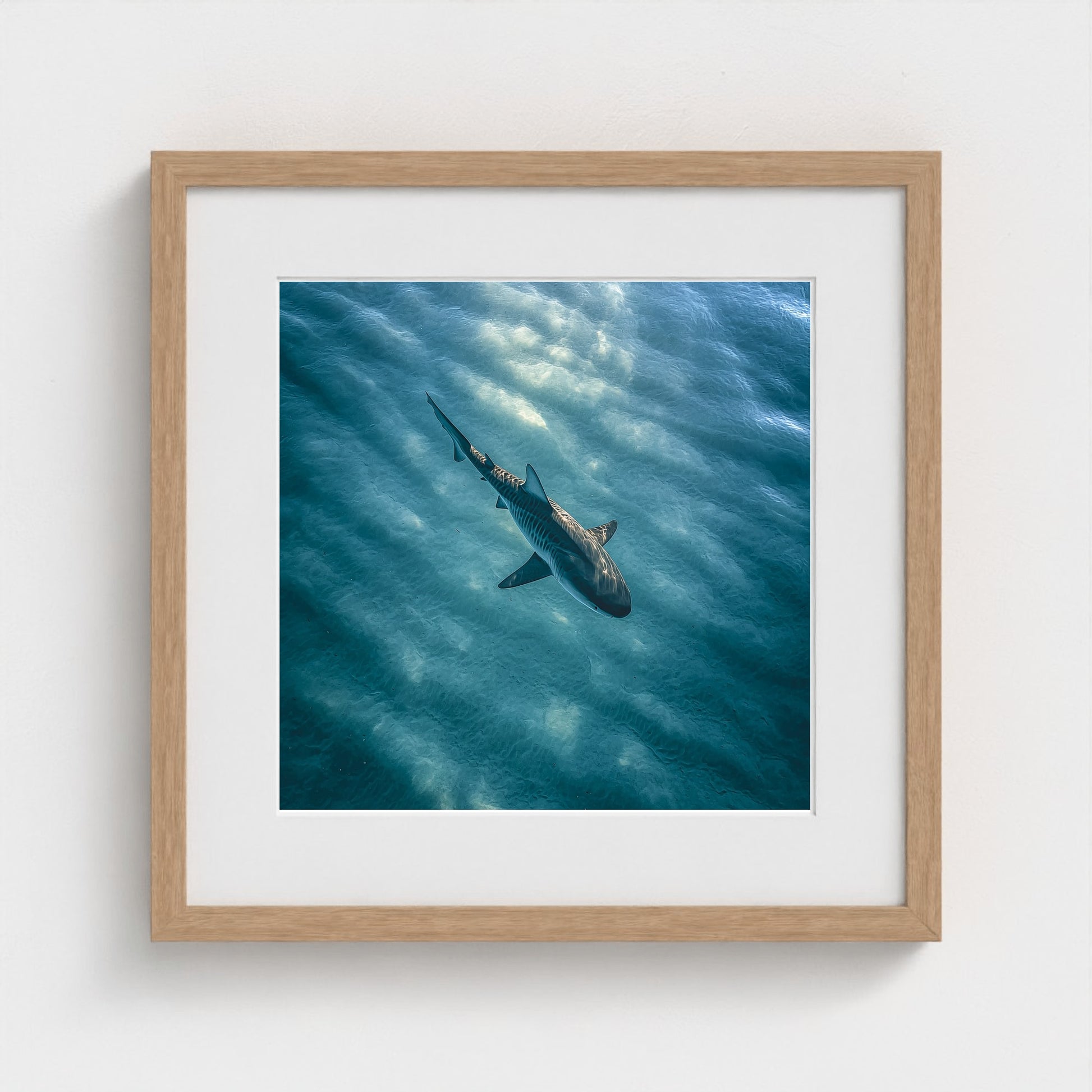 httpss.mj.runchkwm-9oem-shark-swimming-alone-in 16x16-natural frame frame