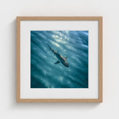 httpss.mj.runchkwm-9oem-shark-swimming-alone-in 16x16-natural frame frame
