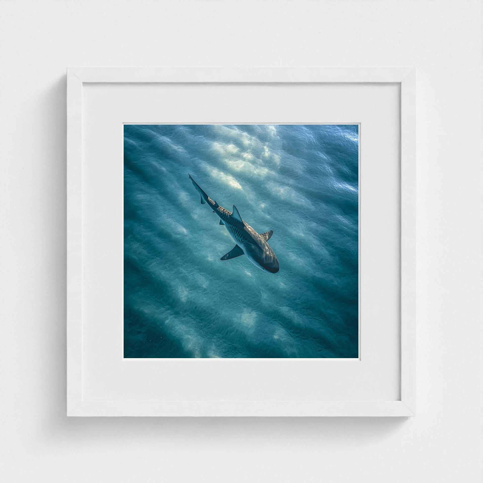httpss.mj.runchkwm-9oem-shark-swimming-alone-in 16x16-white frame frame