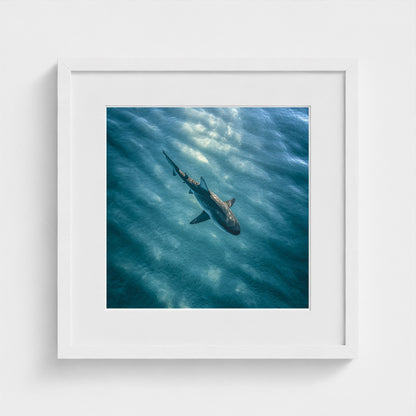 httpss.mj.runchkwm-9oem-shark-swimming-alone-in 16x16-white frame frame