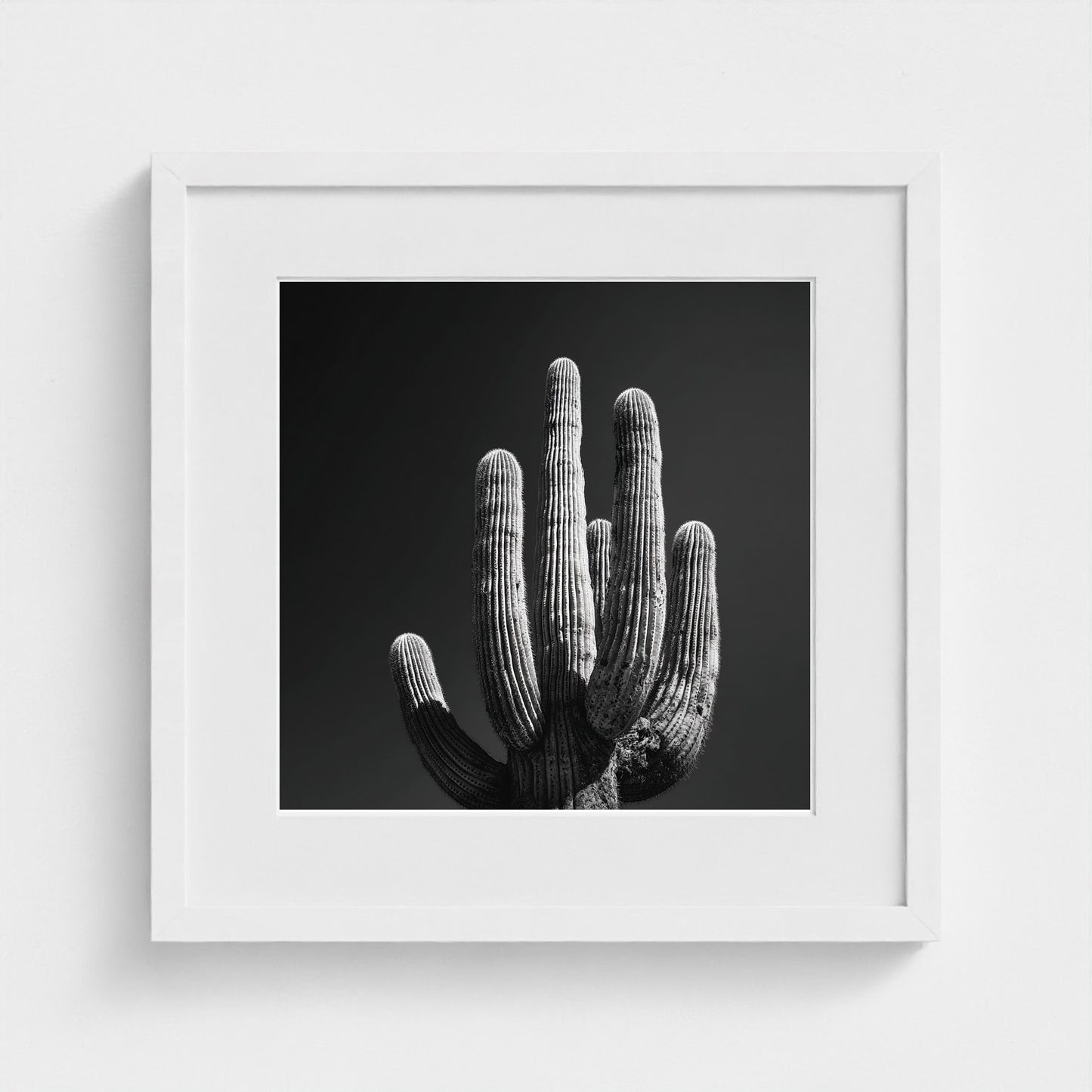 timeless-black-and-white-fine-art-desert-cactus 16x16-white frame frame