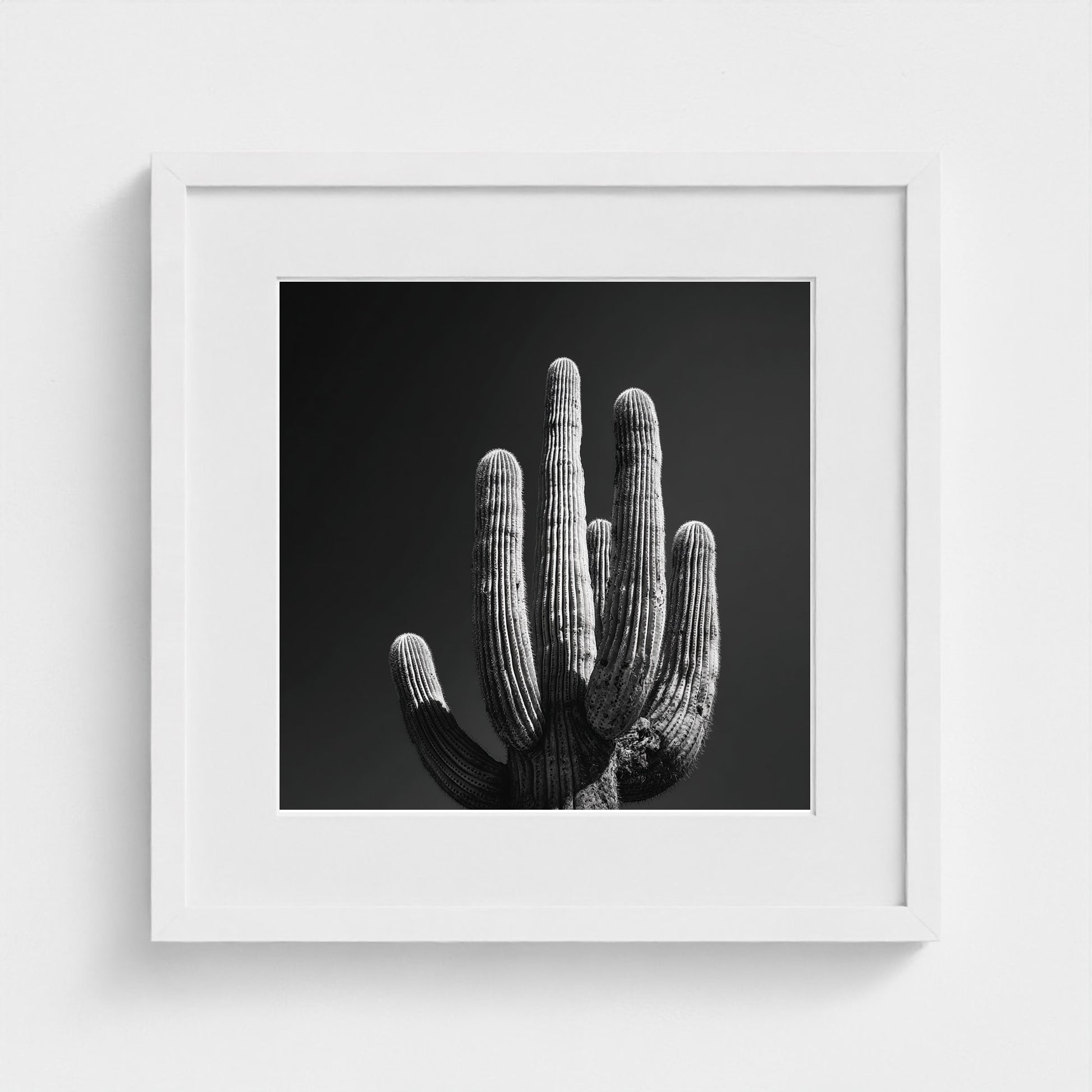 timeless-black-and-white-fine-art-desert-cactus 16x16-white frame frame