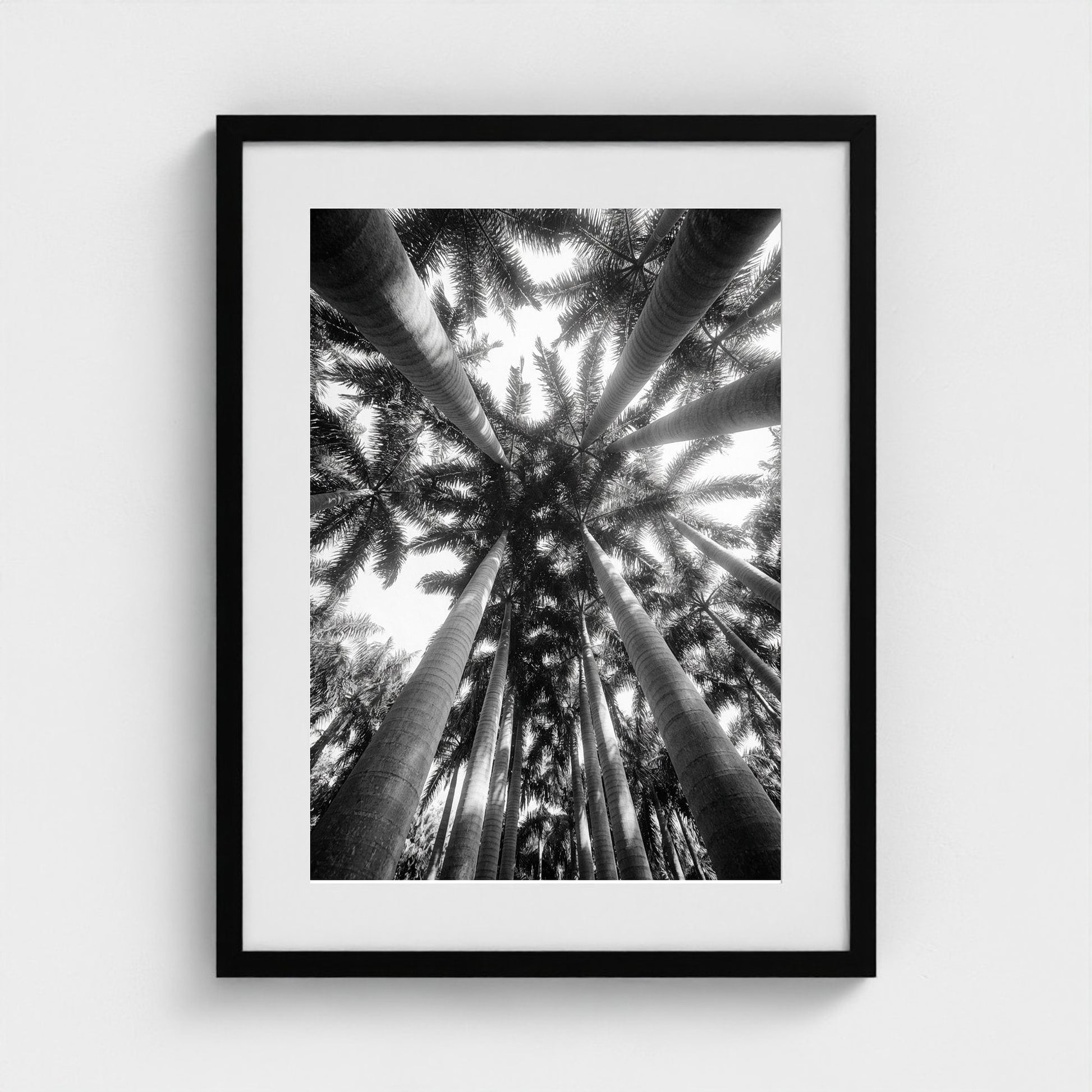 bw-palm-cathedral 18x24-black frame frame