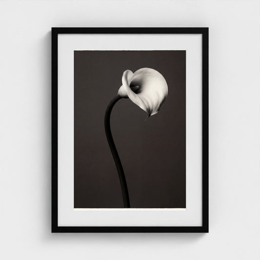 Calla Lily Wall Art — Monochrome Botanical Photography