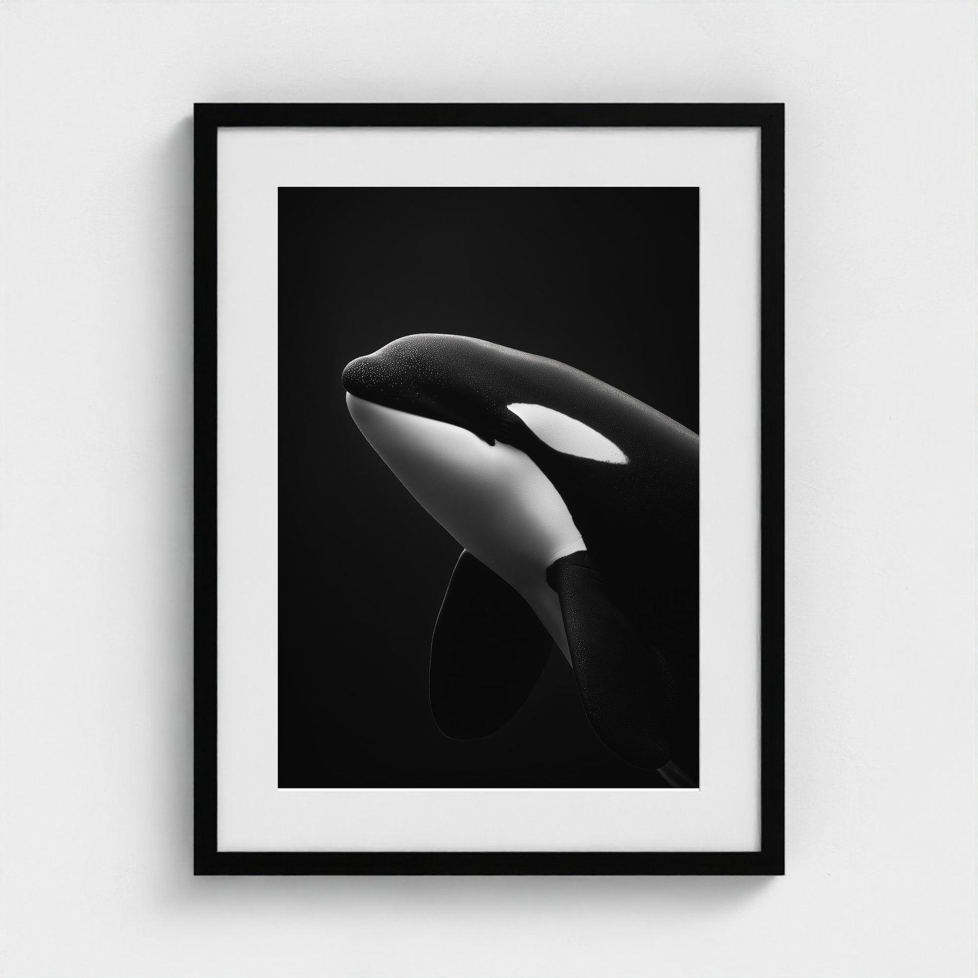 black-and-white-killer-whale-portrait-minimal-back-474a6497- 18x24-black frame frame