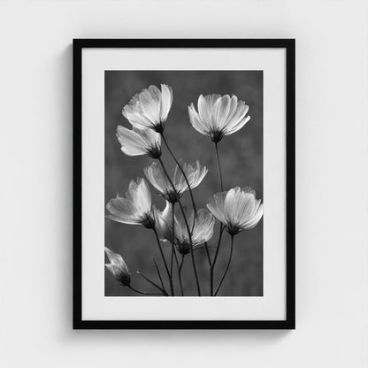 x-ray-floral-study-skeletal-petals-and-stems-lum 18x24-black frame frame
