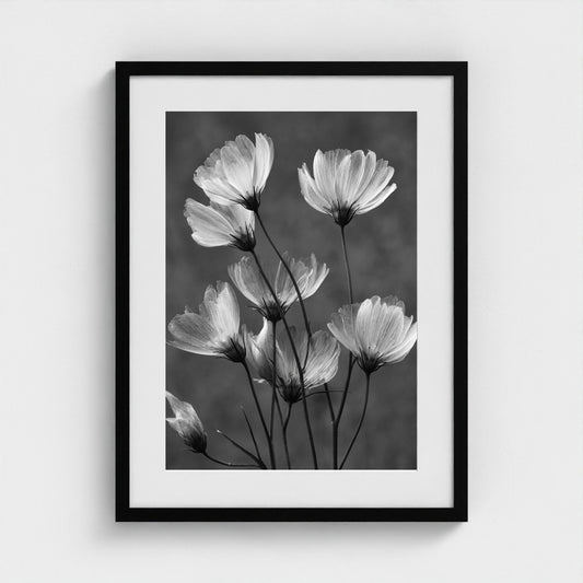 x-ray-floral-study-skeletal-petals-and-stems-lum 18x24-black frame frame