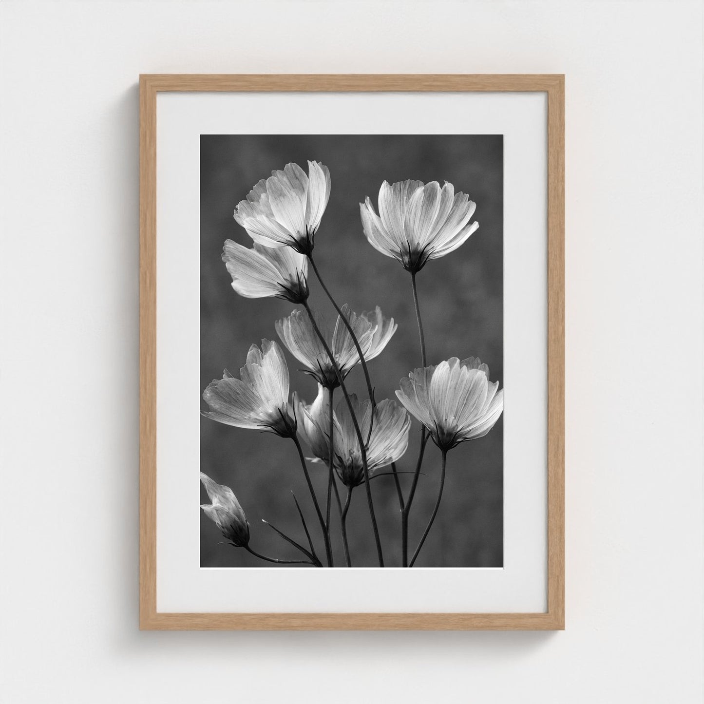 x-ray-floral-study-skeletal-petals-and-stems-lum 18x24-natural frame frame