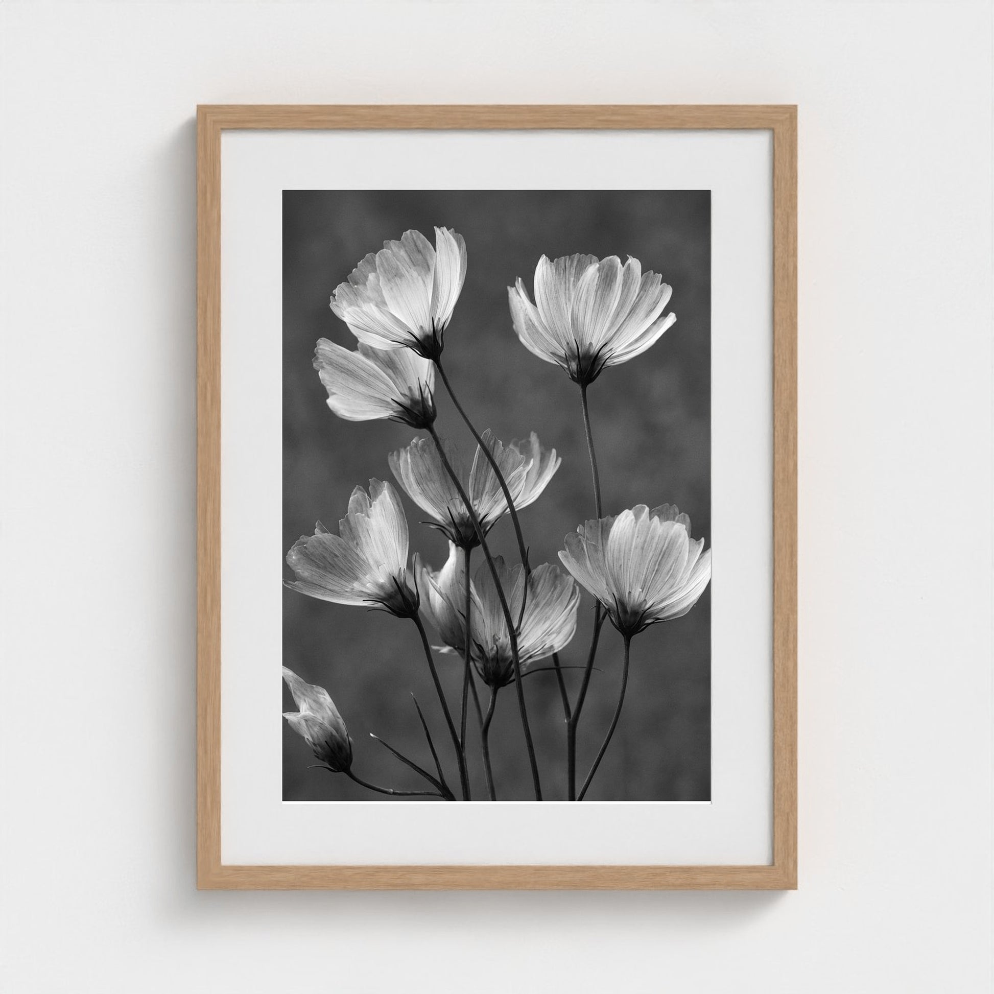 x-ray-floral-study-skeletal-petals-and-stems-lum 18x24-natural frame frame