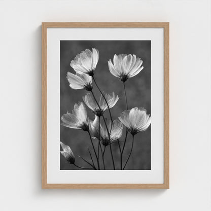 x-ray-floral-study-skeletal-petals-and-stems-lum 18x24-natural frame frame
