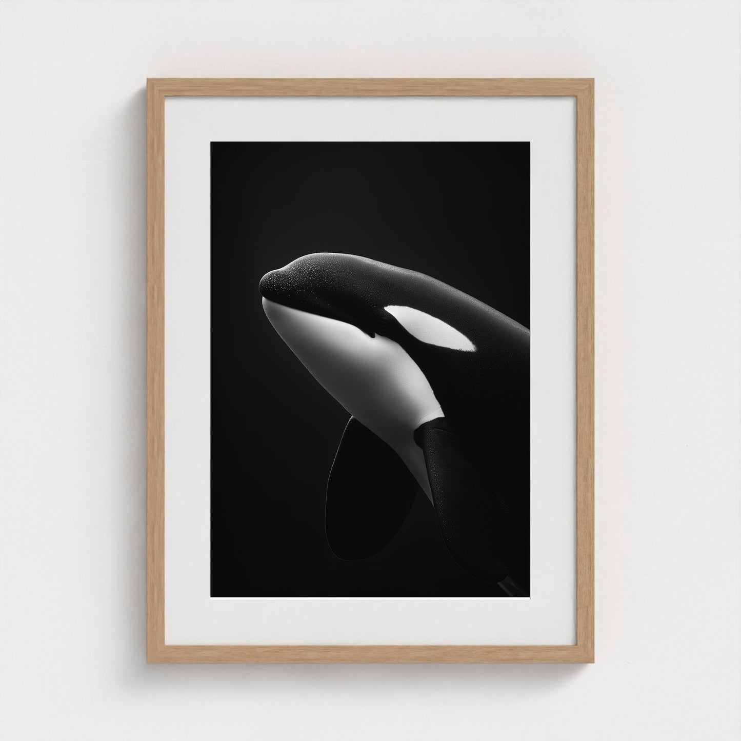 black-and-white-killer-whale-portrait-minimal-back-474a6497- 18x24-natural frame frame