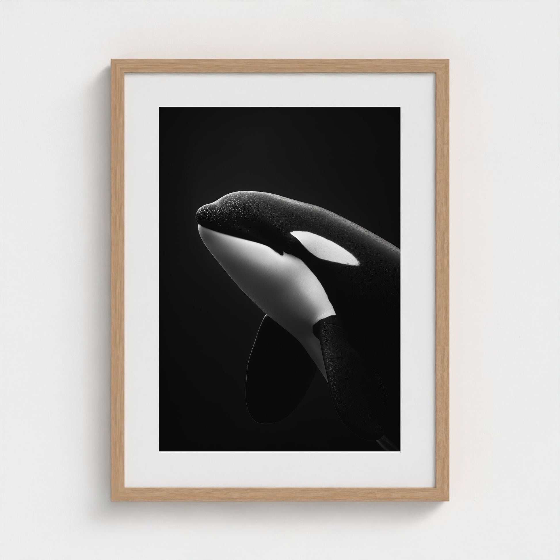 black-and-white-killer-whale-portrait-minimal-back-474a6497- 18x24-natural frame frame