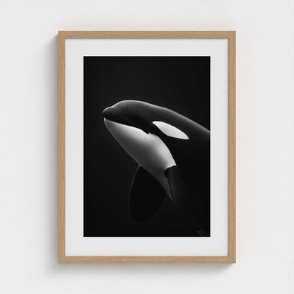 black-and-white-killer-whale-portrait-minimal-back-474a6497- 18x24-natural frame frame