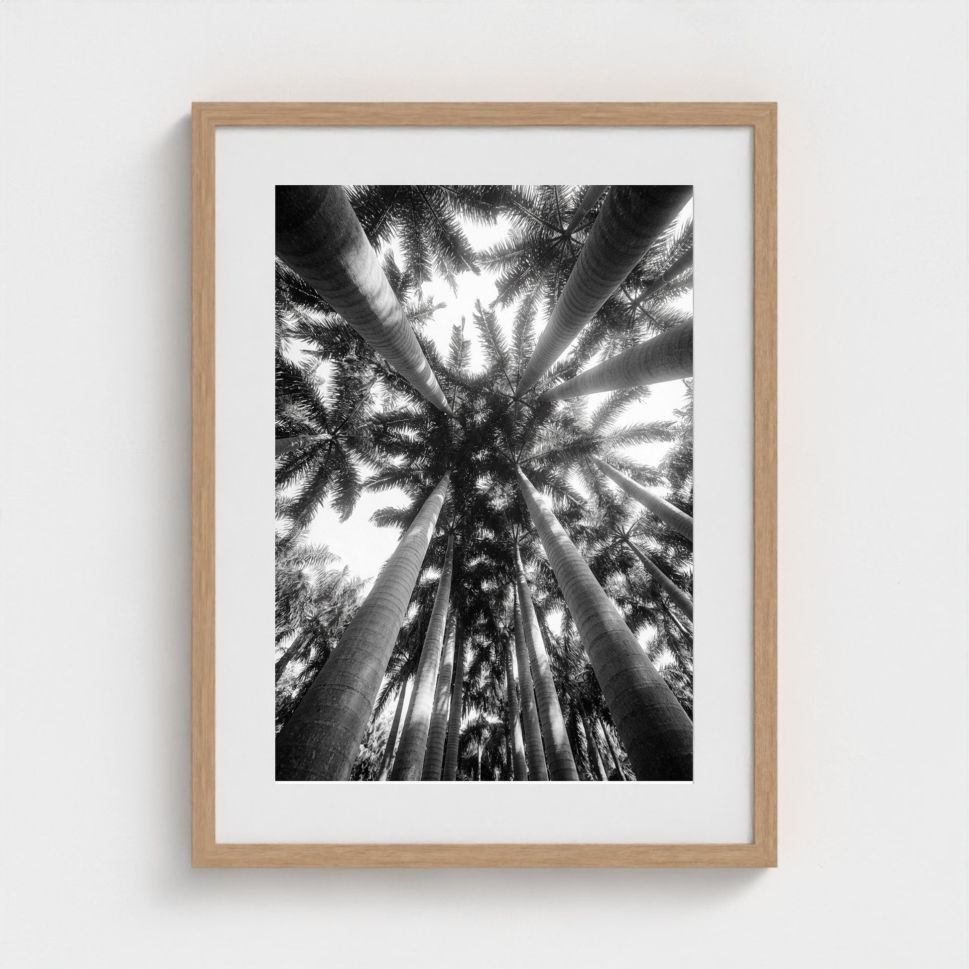 bw-palm-cathedral 18x24-natural frame frame