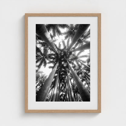 bw-palm-cathedral 18x24-natural frame frame