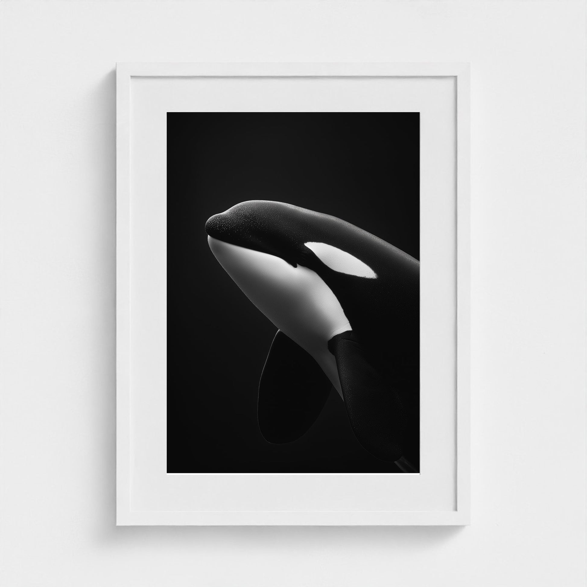 black-and-white-killer-whale-portrait-minimal-back-474a6497- 18x24-white frame frame