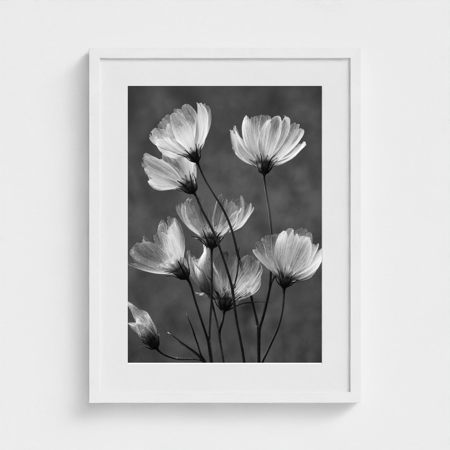 x-ray-floral-study-skeletal-petals-and-stems-lum 18x24-white frame frame