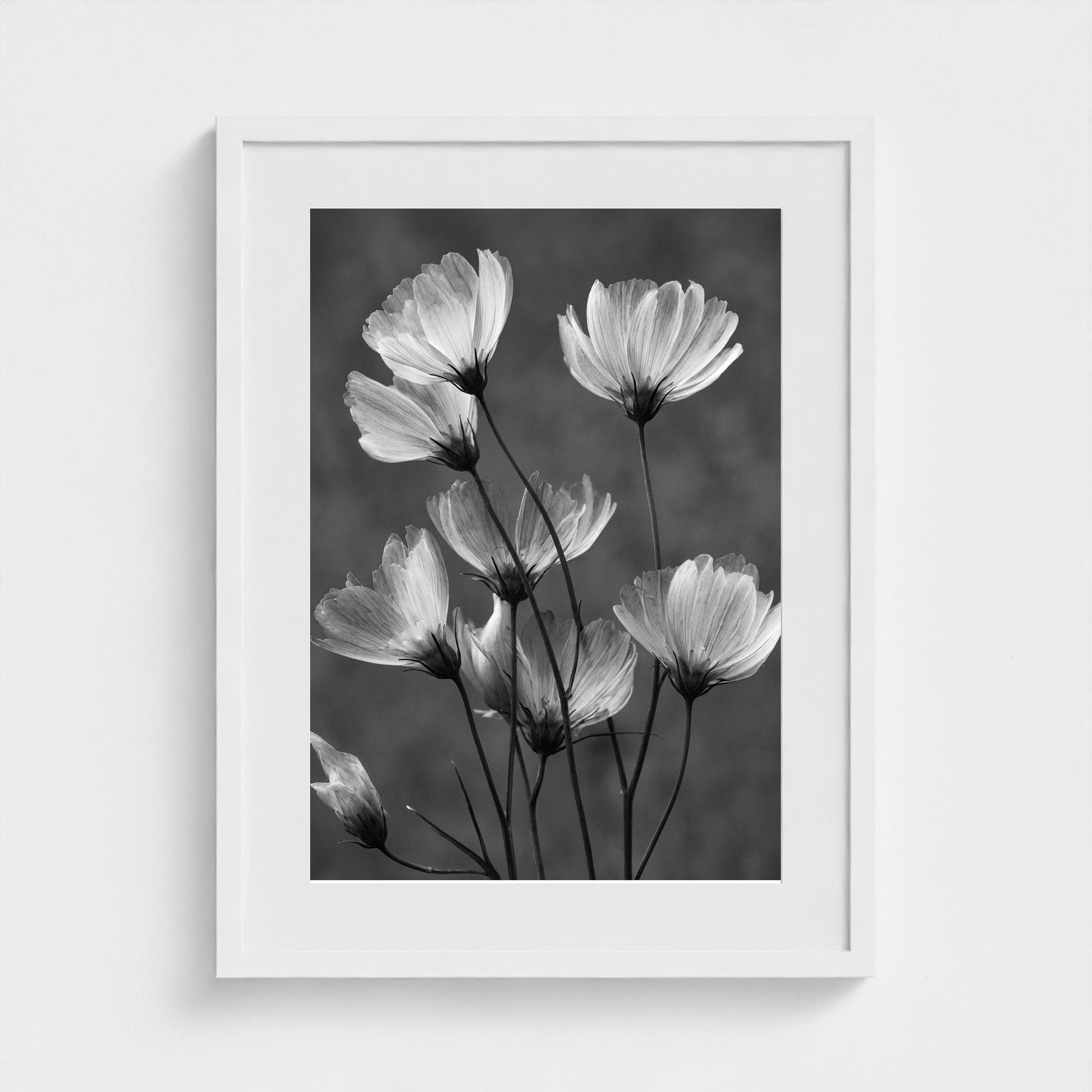 x-ray-floral-study-skeletal-petals-and-stems-lum 18x24-white frame frame
