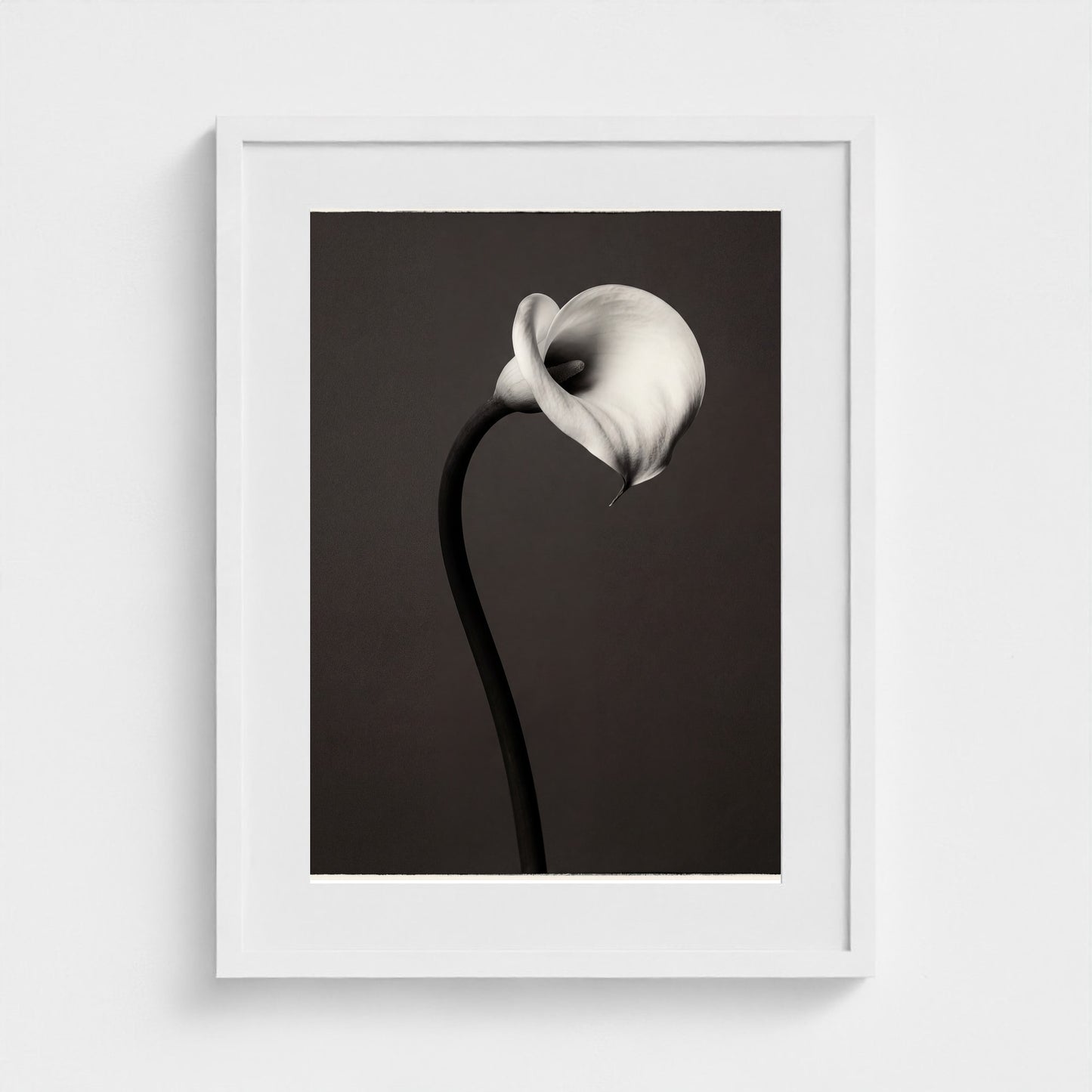 Calla Lily Wall Art — Monochrome Botanical Photography