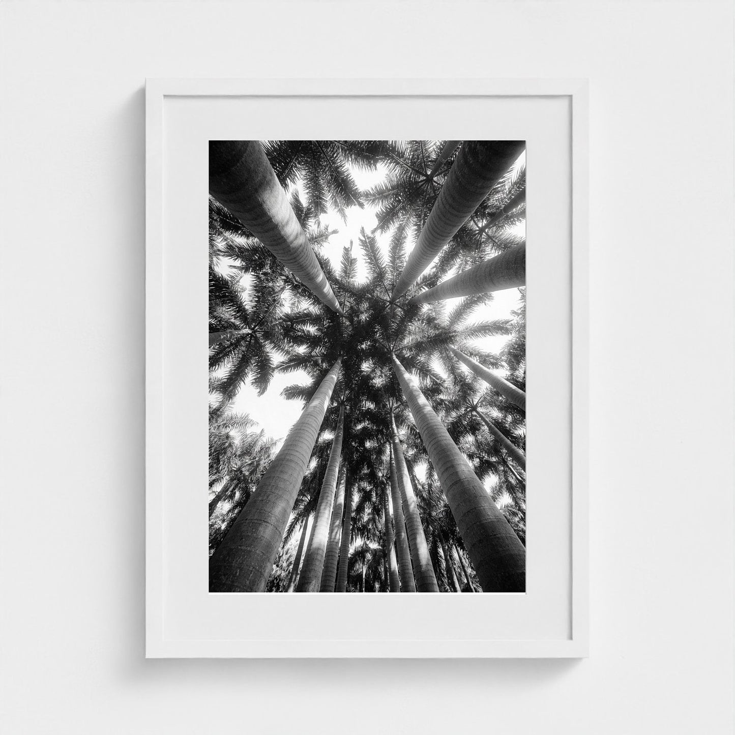 bw-palm-cathedral 18x24-white frame frame