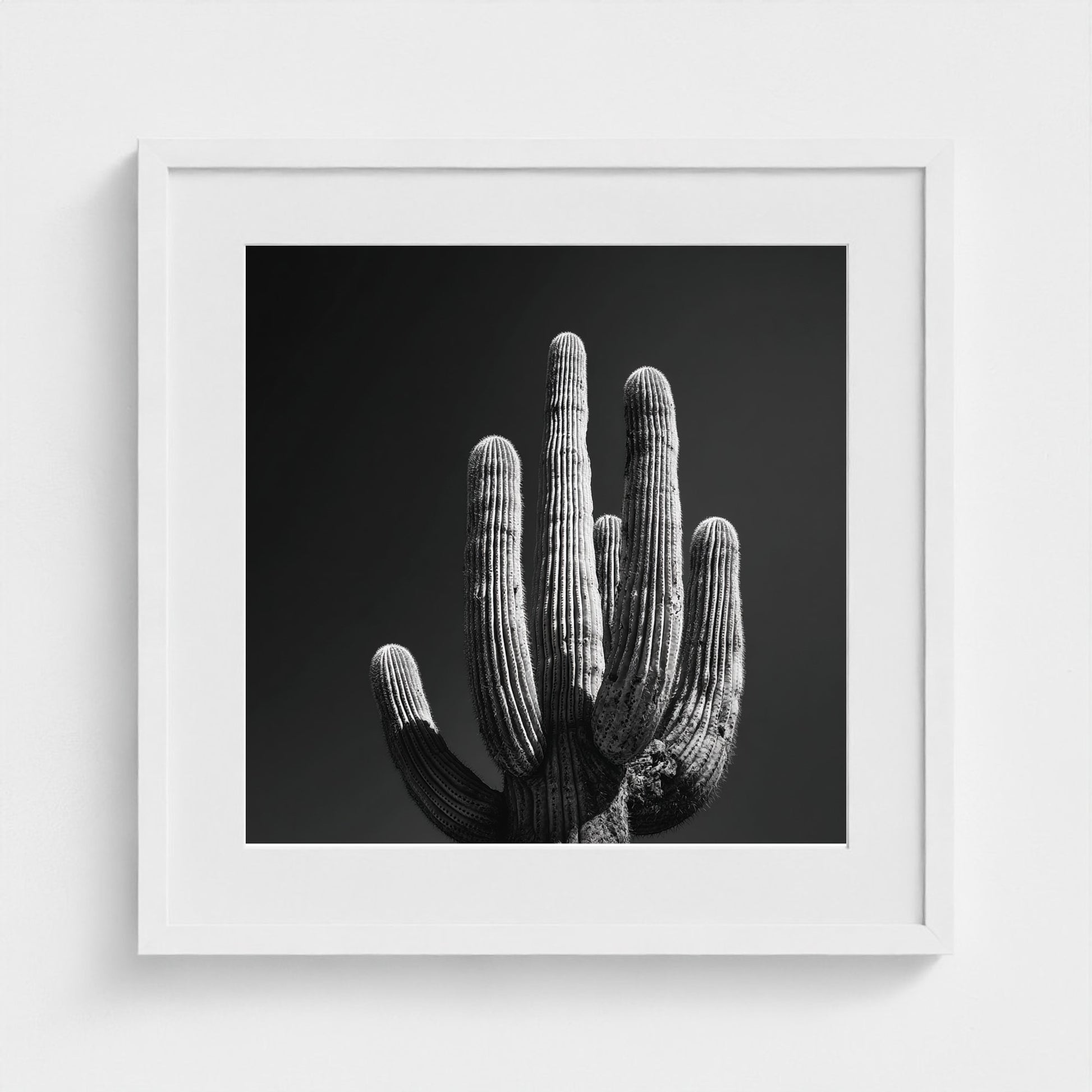 timeless-black-and-white-fine-art-desert-cactus 20x20-white frame frame