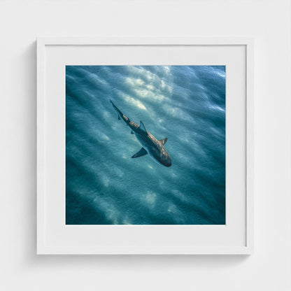httpss.mj.runchkwm-9oem-shark-swimming-alone-in 20x20-white frame frame